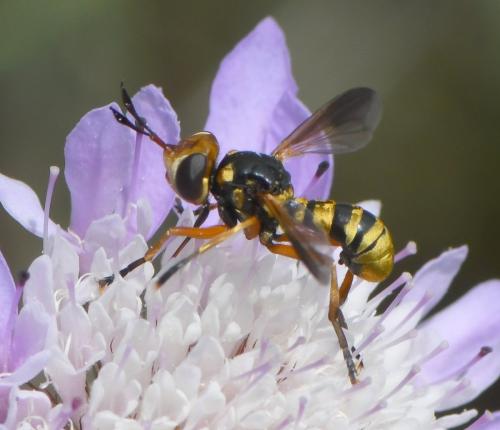 Réf. 260 729 : Conops insignis